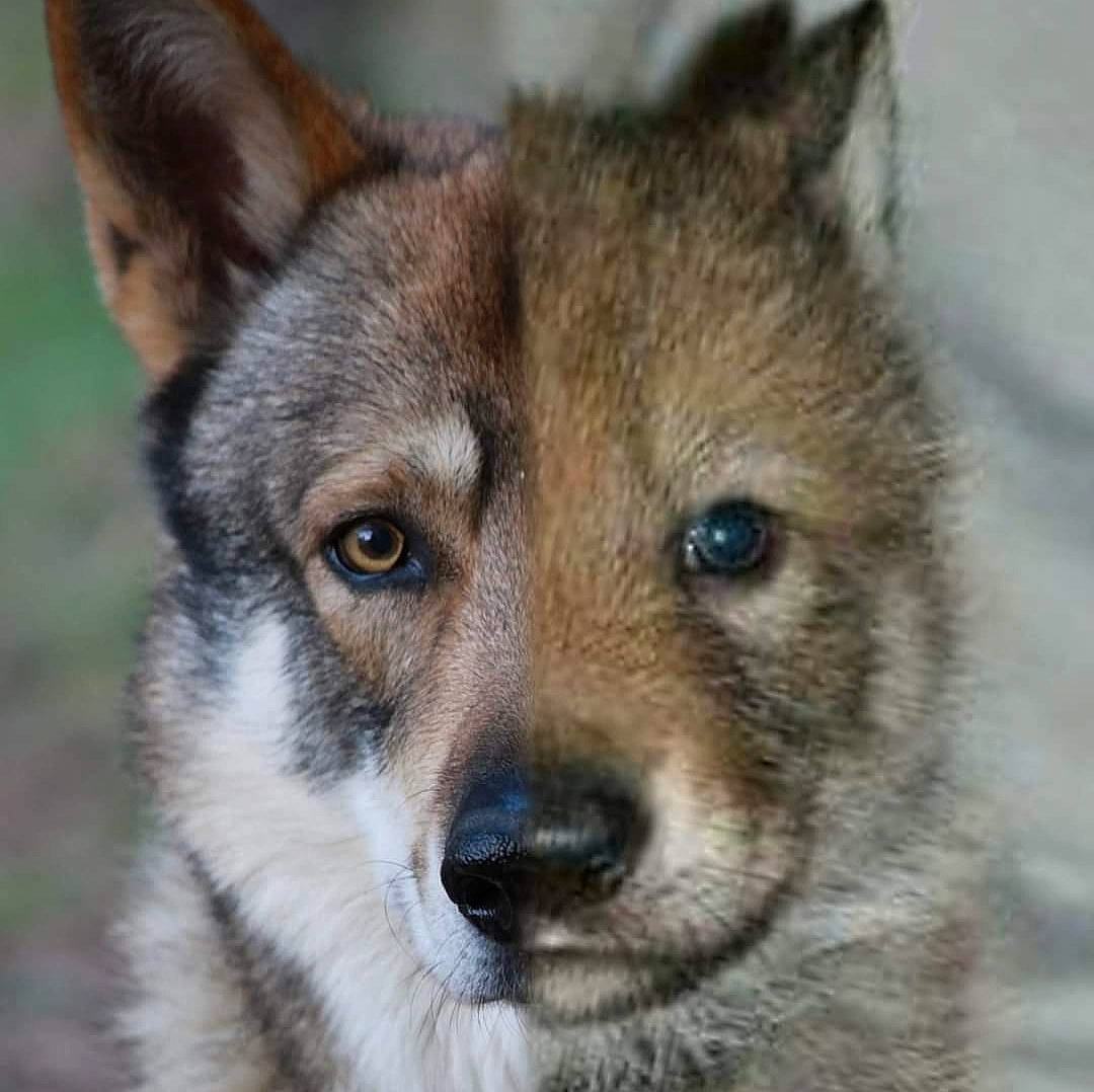 ényéto Emozioni Breizh a rejoint le concours — aidez-le/la à gagner de superbes lots ! ancient_dog_breeds, art, canidae, canis, carnivore, close_up, dog, dog_breed, eye, fur, head, herding_dog, photography, snout, terrestrial_animal, whiskers, wildlife, wolf, working_dog