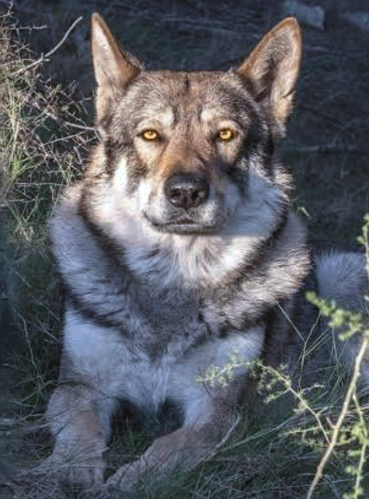 ényéto Emozioni Breizh