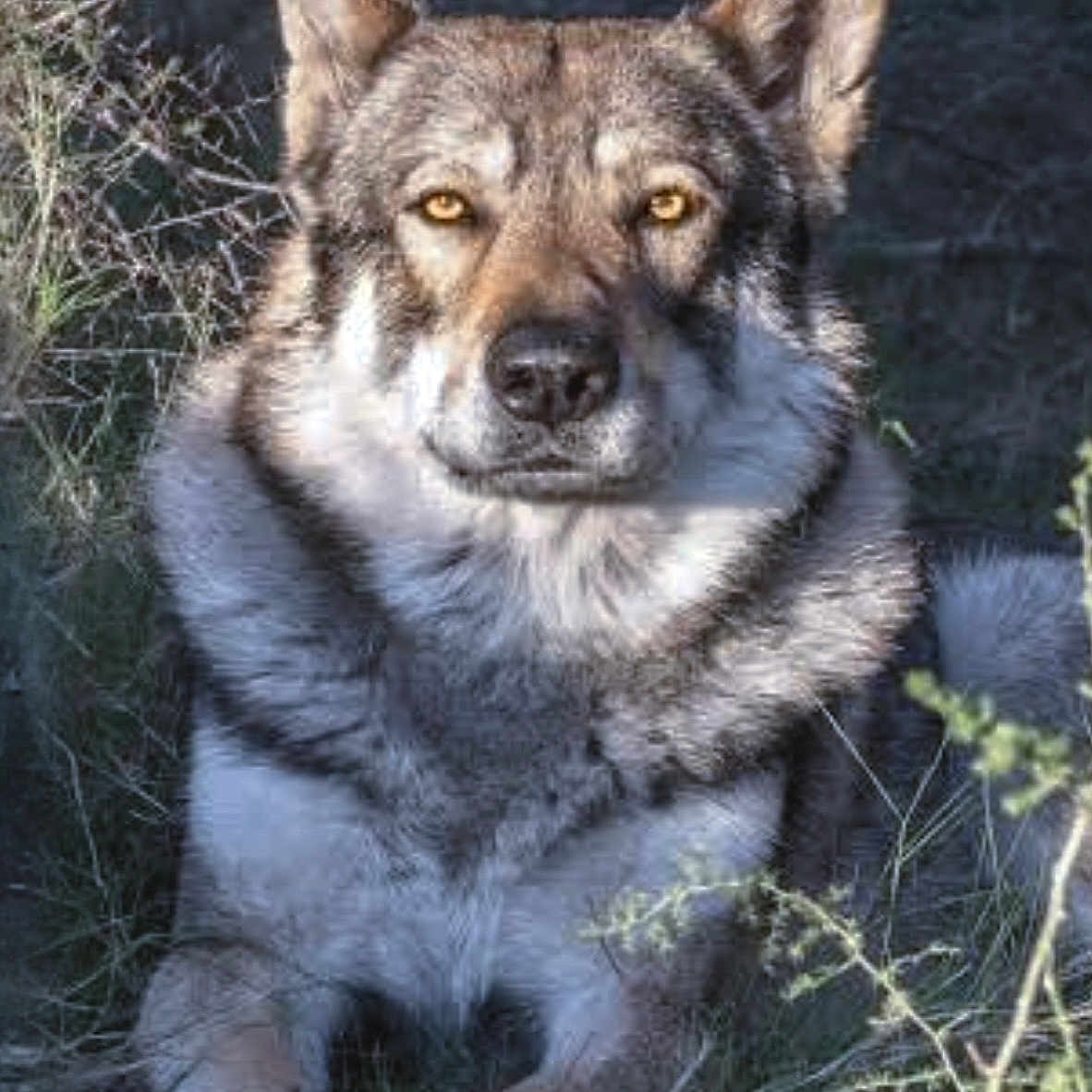 ényéto Emozioni Breizh