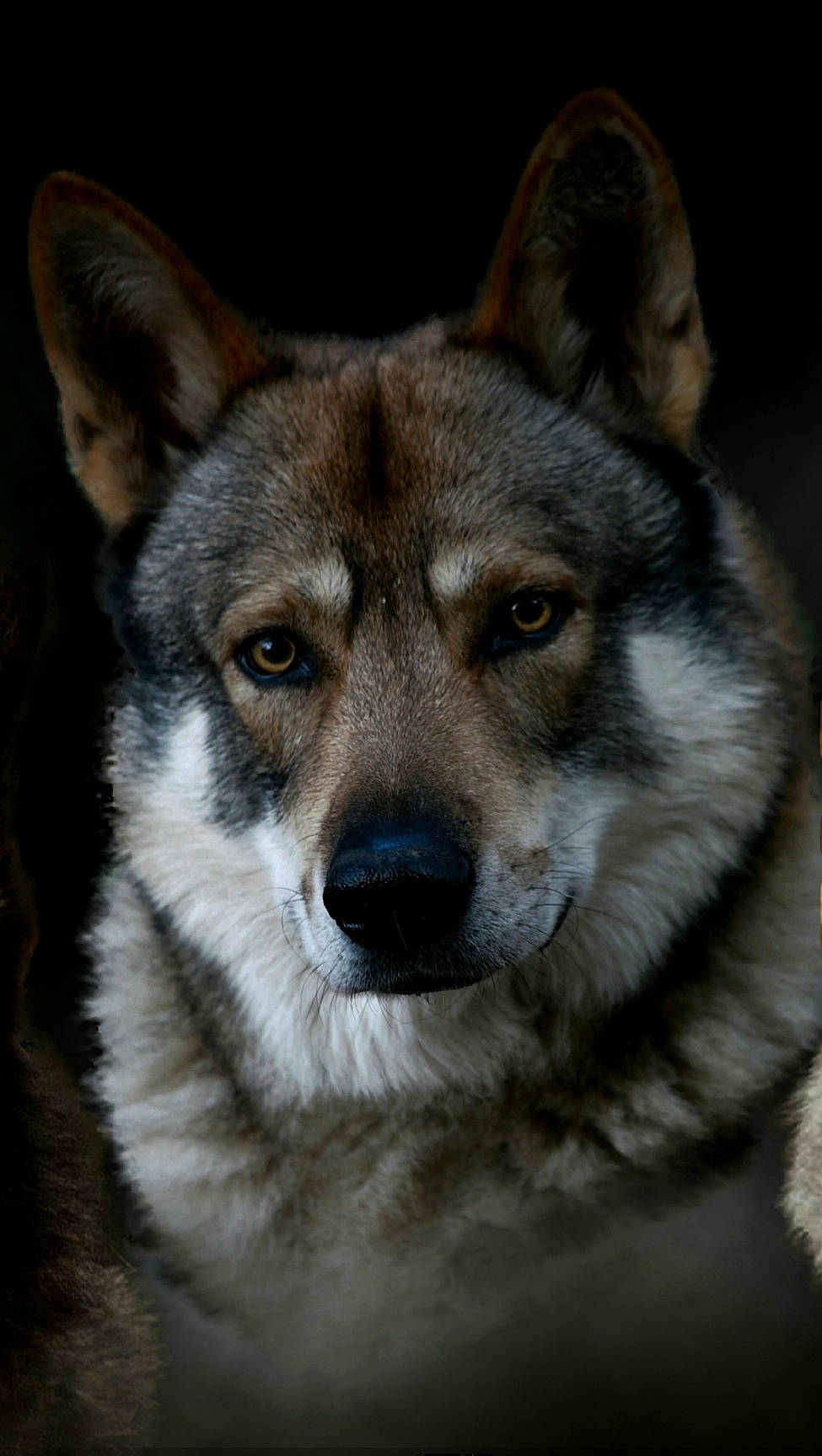 ényéto Emozioni Breizh participe au concours pour gagner de l'argent avec cette photo : ancient_dog_breeds, canidae, canis, carnivore, dog, dog_breed, eye, fawn, fur, head, human_body, snout, sporting_group, terrestrial_animal, whiskers, wildlife, wolf, working_animal, working_dog