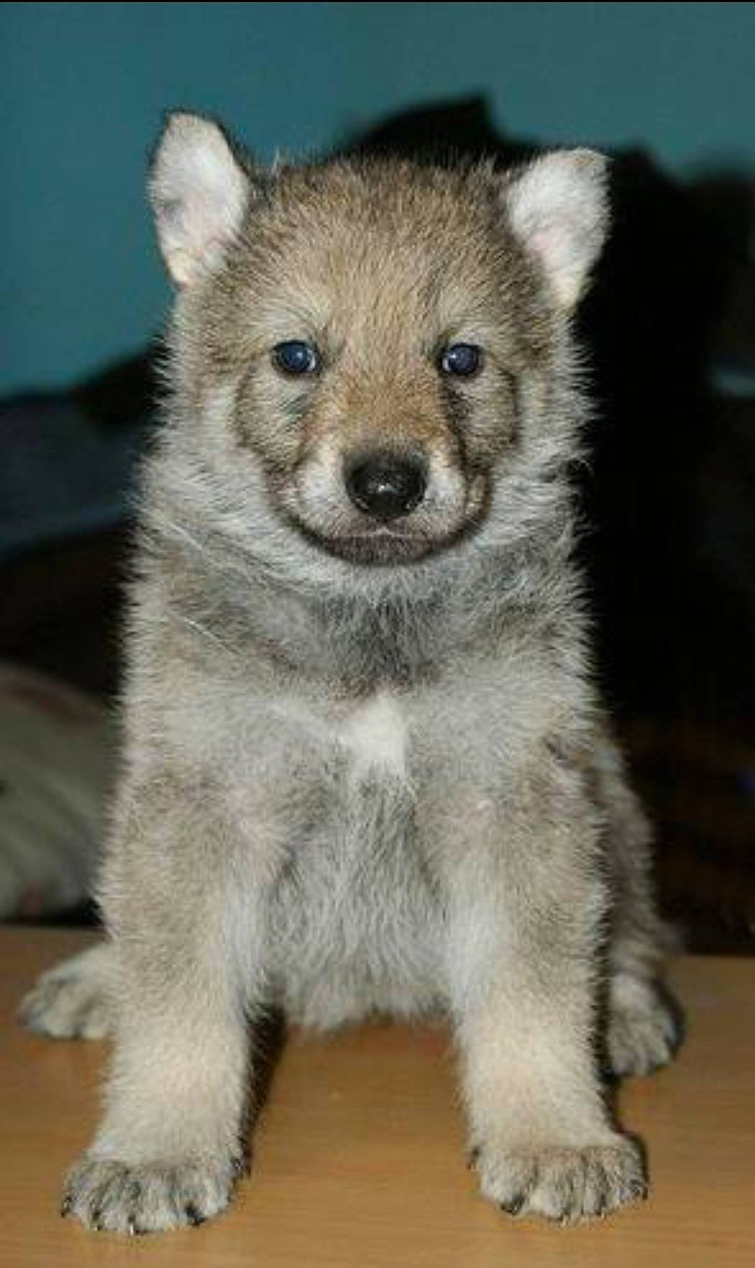 ényéto Emozioni Breizh a rejoint le concours — aidez-le/la à gagner de superbes lots ! arctic_fox, canidae, canis, carnivore, claw, companion_dog, dog, dog_breed, fawn, fur, grey, head, non_sporting_group, snout, tail, terrestrial_animal, whiskers, wildlife