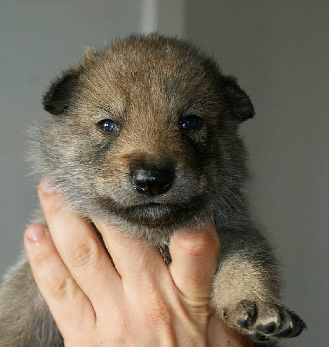 ényéto Emozioni Breizh participe au concours pour gagner de l'argent avec cette photo : canidae, carnivore, companion_dog, dog, dog_breed, fawn, fur, nail, paw, puppy, snout, terrestrial_animal, whiskers, wildlife