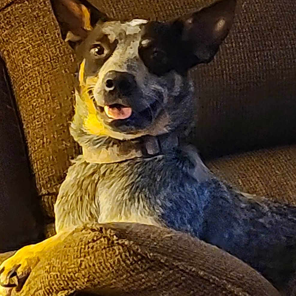 Taz joined the competition — help win amazing prizes! art, canidae, carnivore, comfort, companion_dog, couch, dog, dog_breed, dog_collar, ear, fawn, fur, grey, guard_dog, non_sporting_group, snout, sporting_group, terrestrial_animal, whiskers, working_animal