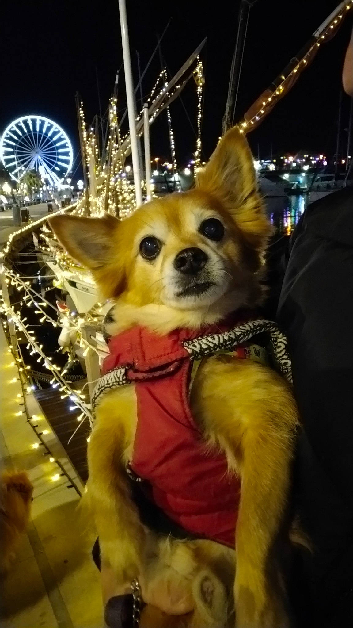 Kenzo a rejoint le concours — aidez-le/la à gagner de superbes lots ! canidae, carnivore, christmas, companion_dog, dog, dog_breed, dog_supply, electric_blue, event, fawn, fun, fur, holiday, plant, snapshot, snout, tree, whiskers, white, winter