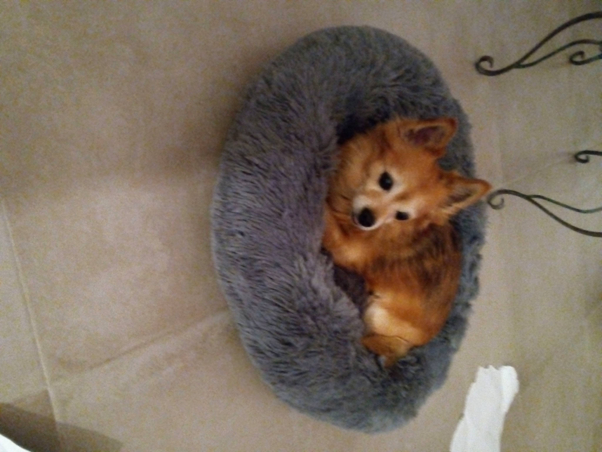 Kenzo participe au concours pour gagner de l'argent avec cette photo : carnivore, claw, dormouse, fawn, felidae, fur, grasshopper_mouse, hamster, meadow_jumping_mouse, mouse, muroidea, pest, rat, red_backed_voles, rodent, small_to_medium_sized_cats, tail, terrestrial_animal, whiskers, white_footed_mice