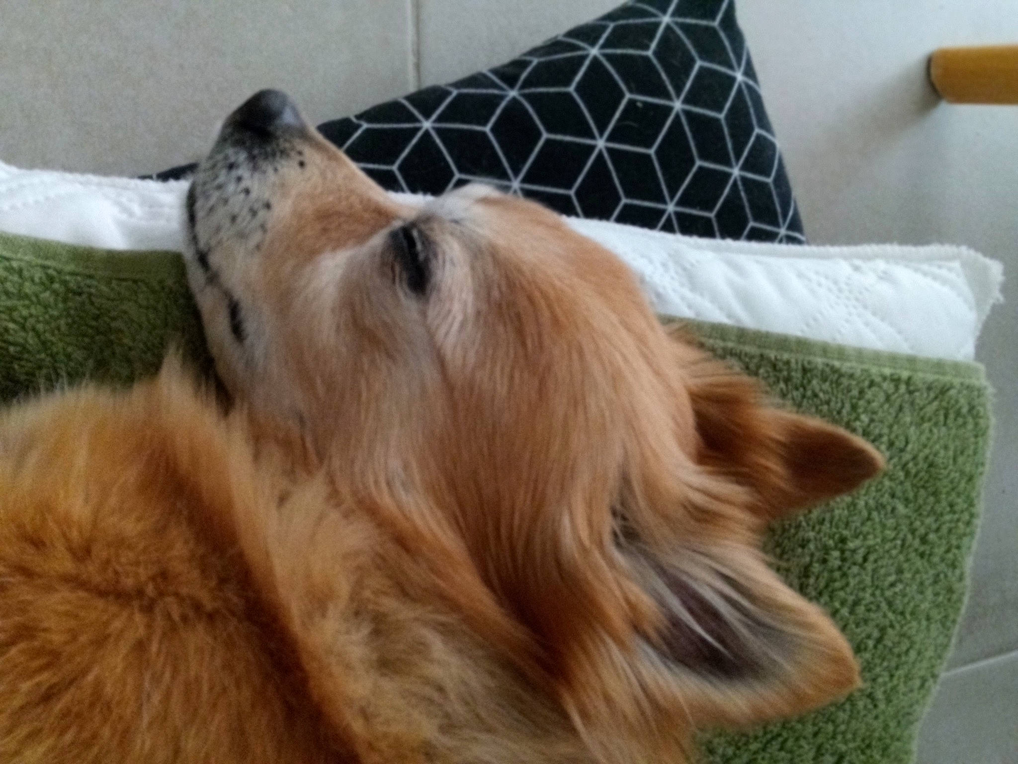 Kenzo a rejoint le concours — aidez-le/la à gagner de superbes lots ! canidae, carnivore, comfort, companion_dog, couch, dog, dog_breed, fawn, flooring, fur, golden_retriever, gun_dog, liver, paw, snout, sporting_group, terrestrial_animal, throw_pillow, whiskers, working_dog