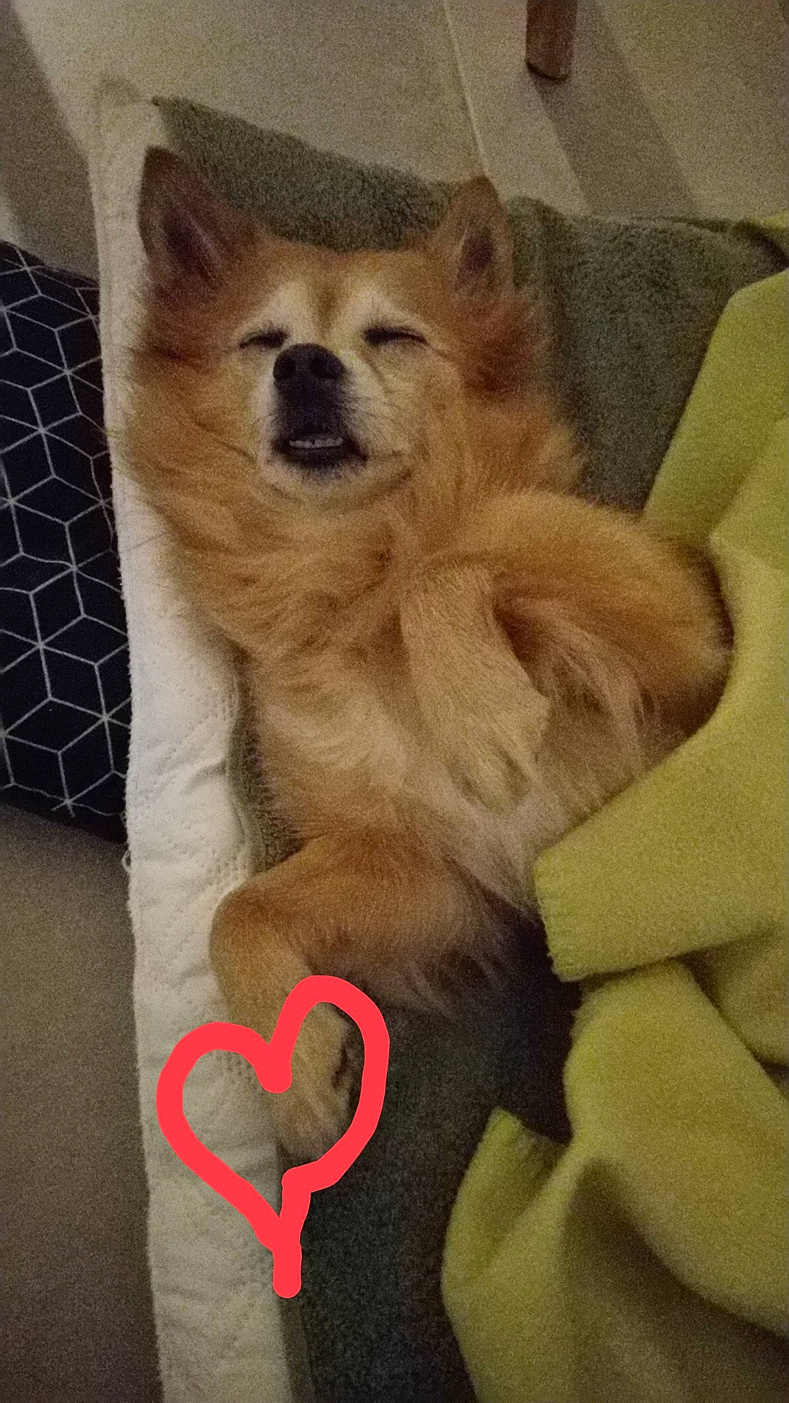 Kenzo participe au concours pour gagner de l'argent avec cette photo : canidae, carmine, carnivore, comfort, companion_dog, dog, dog_breed, dog_supply, eye, fawn, fur, paw, pet_supply, snout, sporting_group, tail, terrestrial_animal, toy_dog, whiskers, working_animal