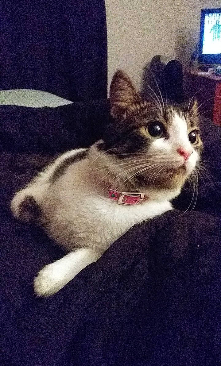 Janika is registered to the contest to win money with this photo: aegean_cat, american_wirehair, asian, carnivore, cat, domestic_short_haired_cat, ear, european_shorthair, felidae, fur, kitten, mammal, paw, polydactyl_cat, small_to_medium_sized_cats, snout, tail, whiskers