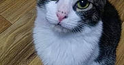 Janika joined the competition — help win amazing prizes! aegean_cat, american_wirehair, black_and_white, carnivore, cat, domestic_long_haired_cat, domestic_short_haired_cat, european_shorthair, eye, felidae, fur, iris, kitten, mammal, norwegian_forest_cat, polydactyl_cat, small_to_medium_sized_cats, snout, vertebrate, whiskers