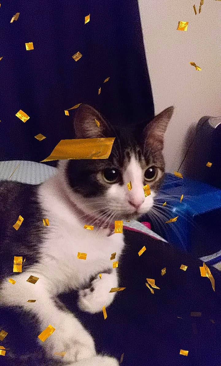 Janika is registered to the contest to win money with this photo: american_wirehair, carnivore, cat, domestic_short_haired_cat, european_shorthair, felidae, fur, kitten, polydactyl_cat, sky, small_to_medium_sized_cats, space, whiskers