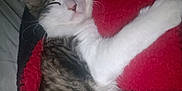 Sassy is registered to the contest to win money with this photo: cat, tabby, white_fur, sleeping, nap, cozy, blanket, red_blanket, fur, pet, animal, resting, whiskers, cute, domestic_cat, closeup, relaxing, indoor, soft, content
