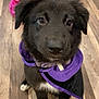 Piper joined the competition — help win amazing prizes! puppy, dog, black_dog, white_paws, cape, purple_cape, pet, indoor, wooden_floor, toy, play, cute, fur, ears, nose, animal, pet_accessory, looking_up, floor, young_dog