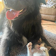 Piper is registered to the contest to win money with this photo: dog, kitten, cat, pet, animal, indoor, carpet, furry, cute, playful, black_dog, small_cat, relaxed, tongue_out, paw, cozy, window_light, couch, home, closeup