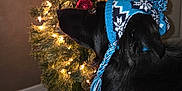 Piper is registered to the contest to win money with this photo: dog, black_dog, winter_hat, blue_hat, knit_hat, christmas_tree, ornaments, christmas_lights, holiday, festive, indoor, decorations, red_bow, pine_tree, pet, canine, cozy, seasonal, warm_lighting, holiday_spirit