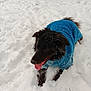 Piper is registered to the contest to win money with this photo: dog, black_dog, blue_sweater, snow, outdoor, playful, tongue_out, winter, cold, animal, pet, fur, happy, lying_down, nature, daylight, garden, grass_under_snow, canine, cute