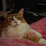 animal, blanket, cat, closeup, cozy, cute, domestic_animal, feline, fluffy, fur, home, indoor, mammal, orange_cat, pet, pink_blanket, relaxed, resting, whiskers, white_cat