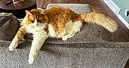 Oliver joined the competition — help win amazing prizes! blanket, board_games, cat, couch, cozy, crocs, fireplace, furniture, houseplant, indoor, lamp, living_room, orange_cat, pet, relaxing, remote_control, shelves, table, white_cat, wooden_floor