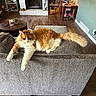 blanket, board_games, cat, couch, cozy, crocs, fireplace, furniture, houseplant, indoor, lamp, living_room, orange_cat, pet, relaxing, remote_control, shelves, table, white_cat, wooden_floor