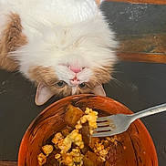 Oliver is registered to the contest to win money with this photo: bowl, breakfast, cat, closeup, curious, cute, fluffy, food, fork, indoor, meal, orange_fur, pet, pink_nose, potatoes, scrambled_eggs, table, upside_down, whiskers, white_fur