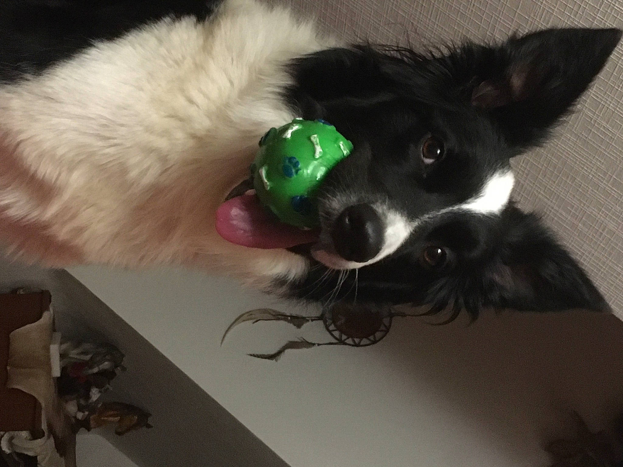 Nobel participe au concours pour gagner de l'argent avec cette photo : border_collie, canidae, carnivore, companion_dog, dog, dog_breed, ear, mcnab, papillon, puppy, sporting_group, toy_dog, whiskers