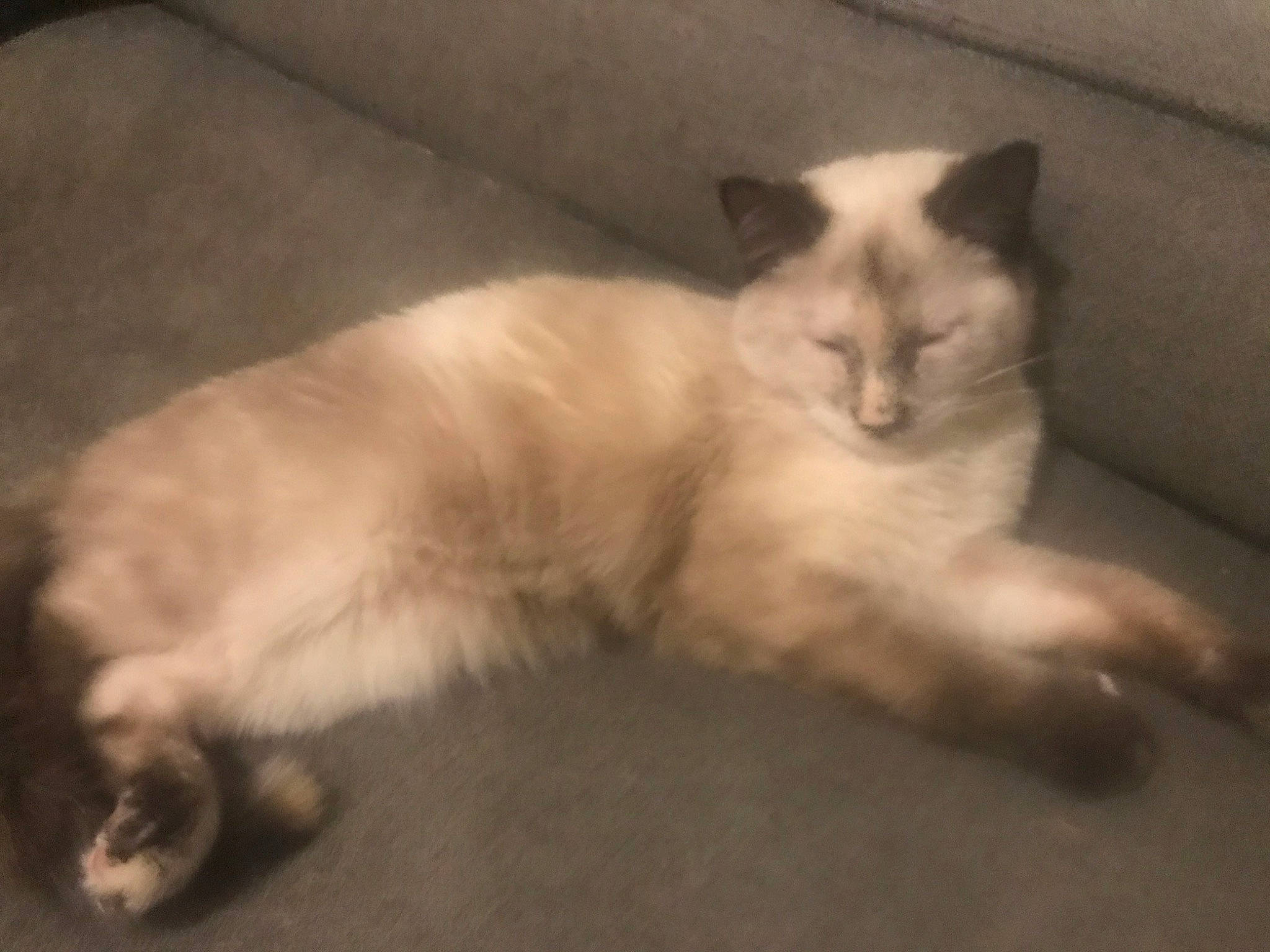 Zoey joined the competition — help win amazing prizes! carnivore, cat, claw, comfort, fawn, felidae, flooring, fur, hardwood, paw, ragdoll, small_to_medium_sized_cats, snout, tail, terrestrial_animal, whiskers