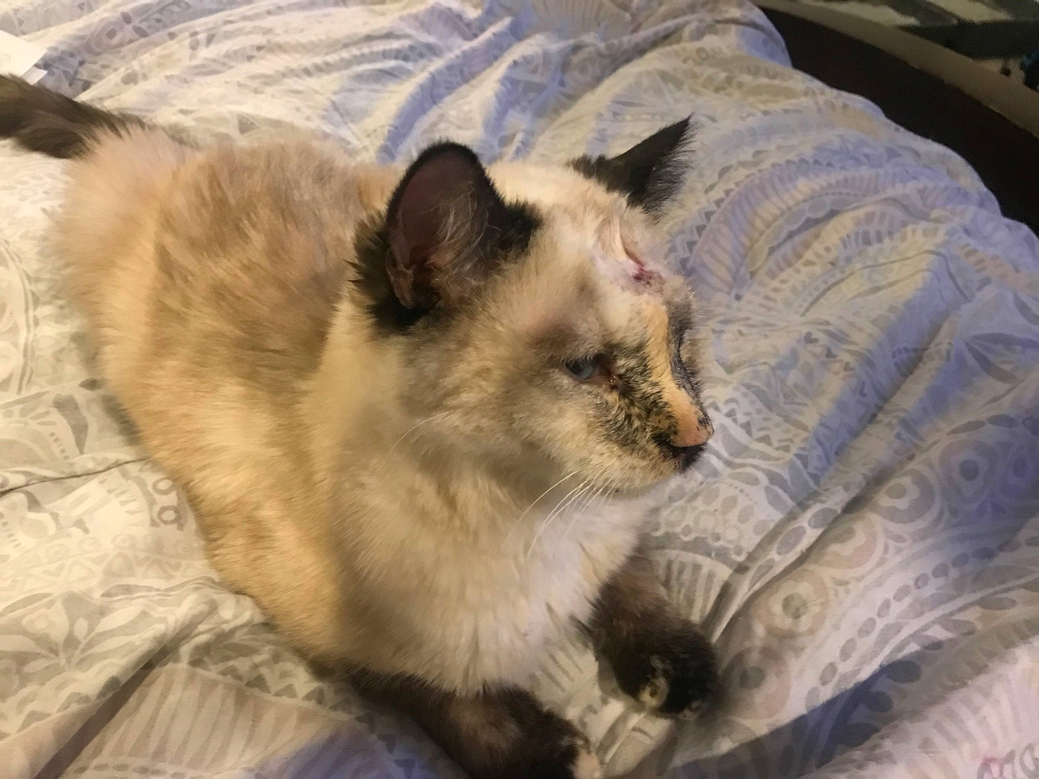 Zoey joined the competition — help win amazing prizes! balinese, birman, carnivore, cat, claw, comfort, domestic_short_haired_cat, fawn, felidae, fur, linens, paw, siamese, small_to_medium_sized_cats, tail, terrestrial_animal, thai, tonkinese, whiskers