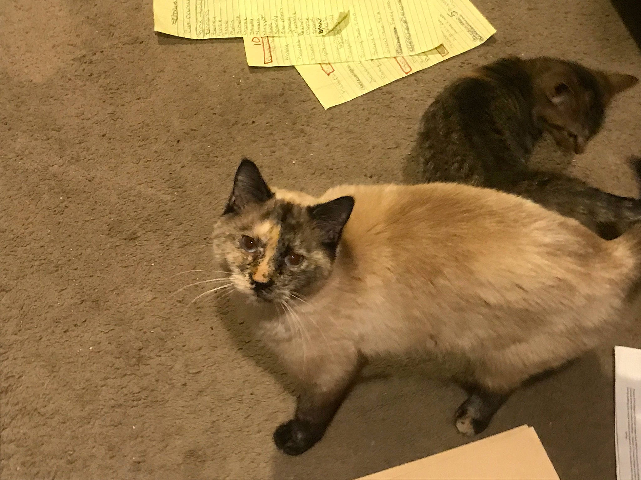 Zoey is registered to the contest to win money with this photo: balinese, carnivore, cat, domestic_short_haired_cat, fawn, felidae, flooring, fur, paper_product, paw, plant, shadow, siamese, small_to_medium_sized_cats, soil, tail, thai, tonkinese, whiskers