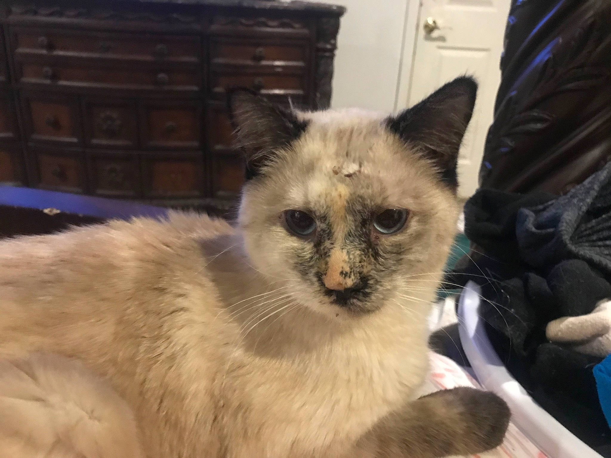 Zoey is registered to the contest to win money with this photo: balinese, cabinetry, carnivore, cat, cat_furniture, chest_of_drawers, claw, domestic_short_haired_cat, fawn, felidae, fur, siamese, small_to_medium_sized_cats, snout, tail, terrestrial_animal, thai, tonkinese, whiskers, window