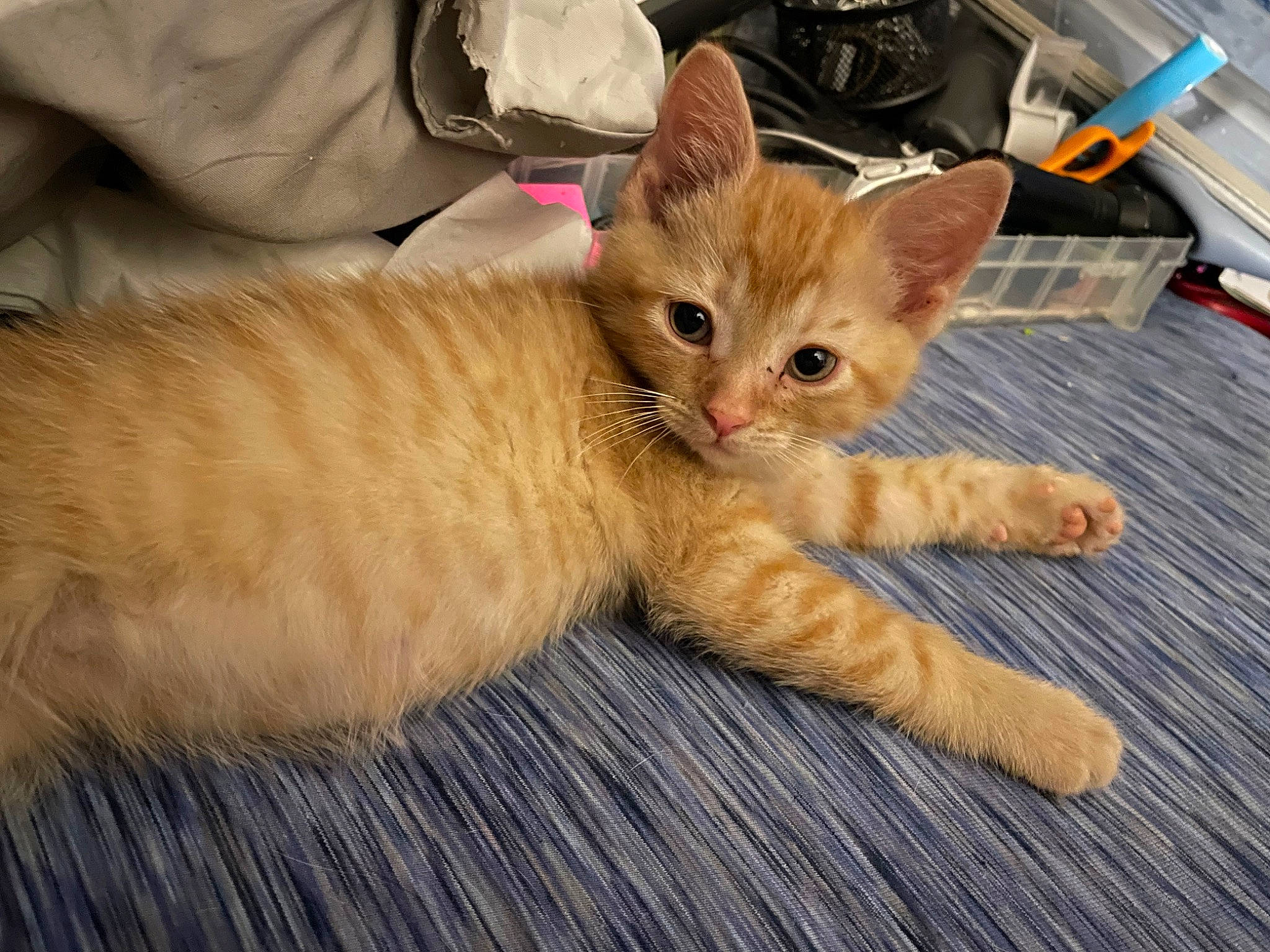 Tenny Aka Tennessee Orange is registered to the contest to win money with this photo: carnivore, cat, claw, comfort, domestic_short_haired_cat, fawn, felidae, foot, fur, paw, sitting, small_to_medium_sized_cats, snout, tail, terrestrial_animal, whiskers