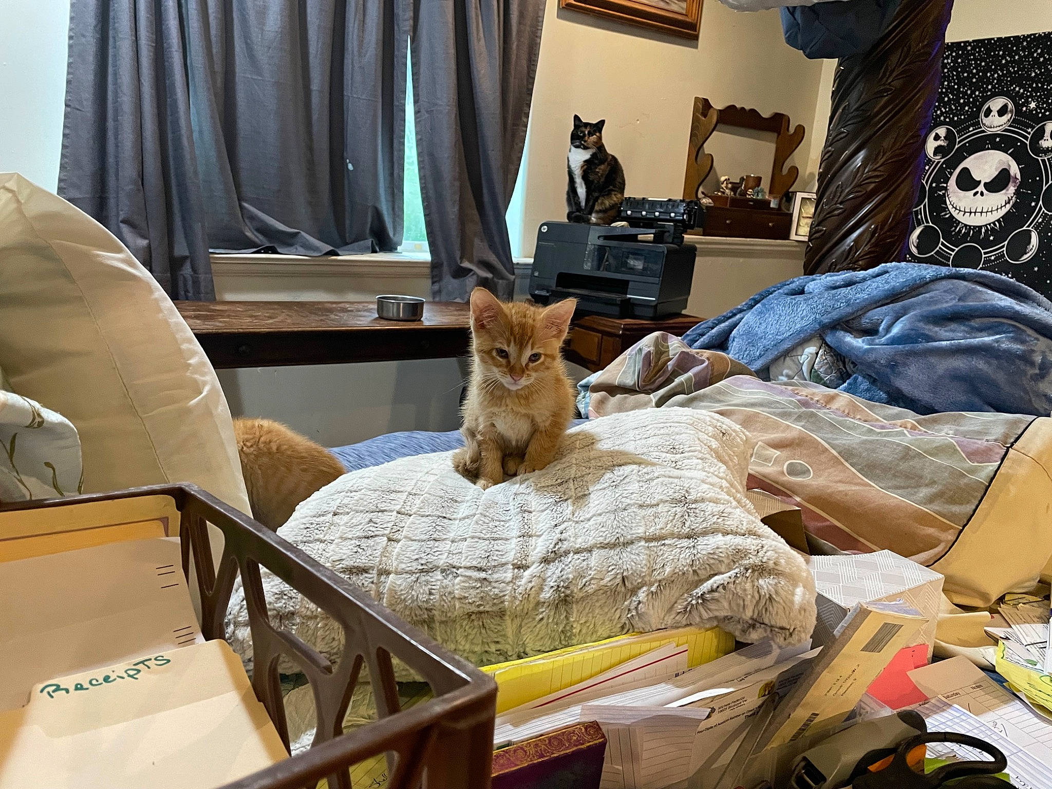 Tenny Aka Tennessee Orange joined the competition — help win amazing prizes! bed, bed_frame, bed_sheet, bedding, bedroom, cabinetry, carnivore, cat, comfort, curtain, fawn, felidae, interior_design, linens, living_room, plant, small_to_medium_sized_cats, whiskers, window, wood