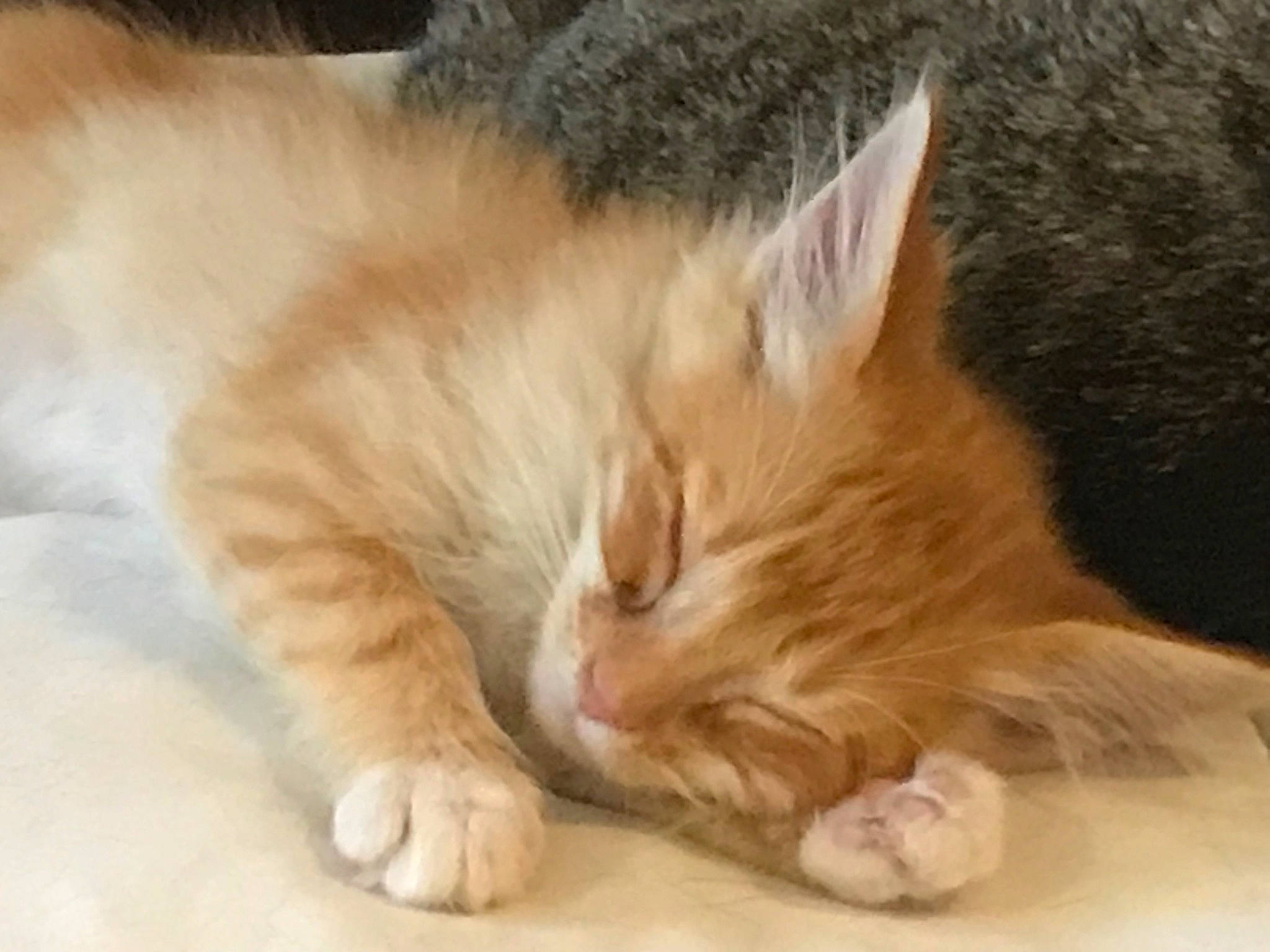Tenny Aka Tennessee Orange joined the competition — help win amazing prizes! carnivore, cat, claw, comfort, domestic_short_haired_cat, ear, eye, fawn, felidae, flooring, foot, fur, nap, paw, sleep, small_to_medium_sized_cats, snout, tail, terrestrial_animal, whiskers