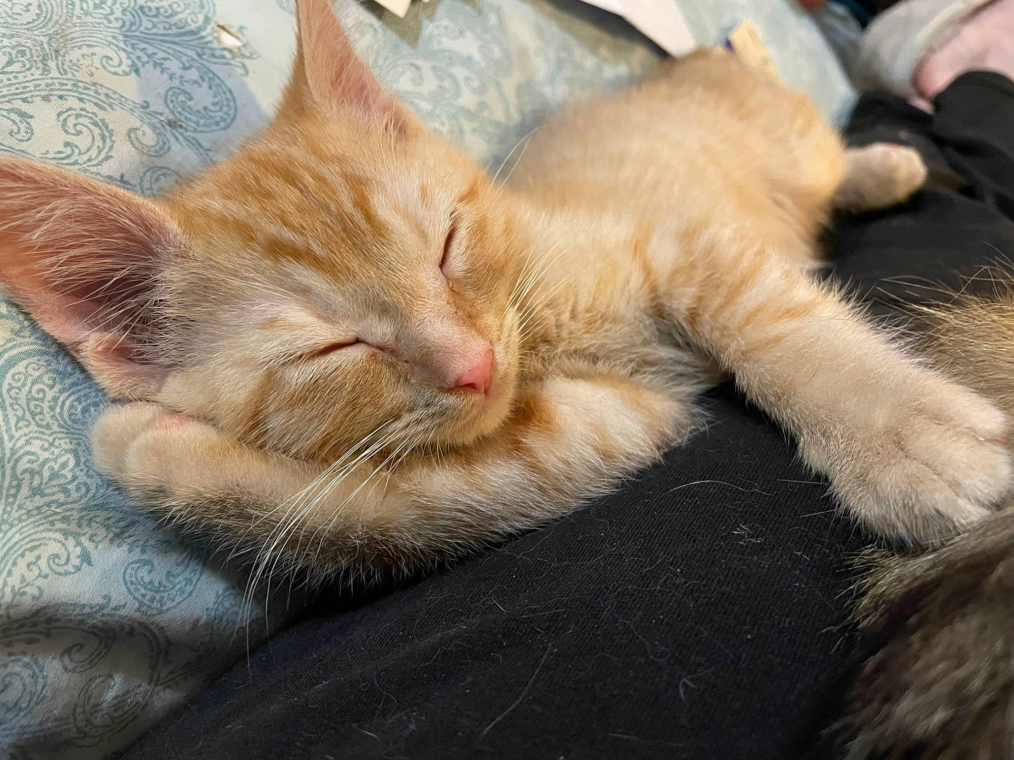 Tenny Aka Tennessee Orange