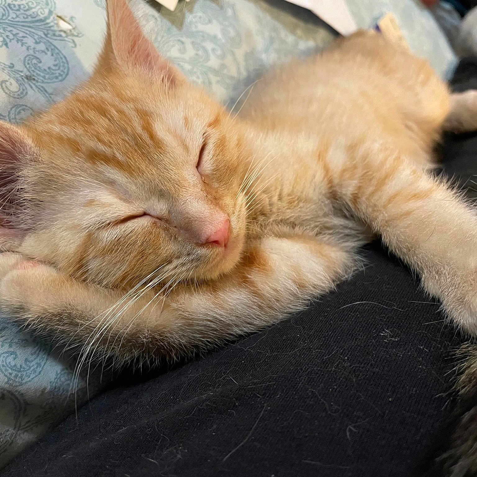 Tenny Aka Tennessee Orange