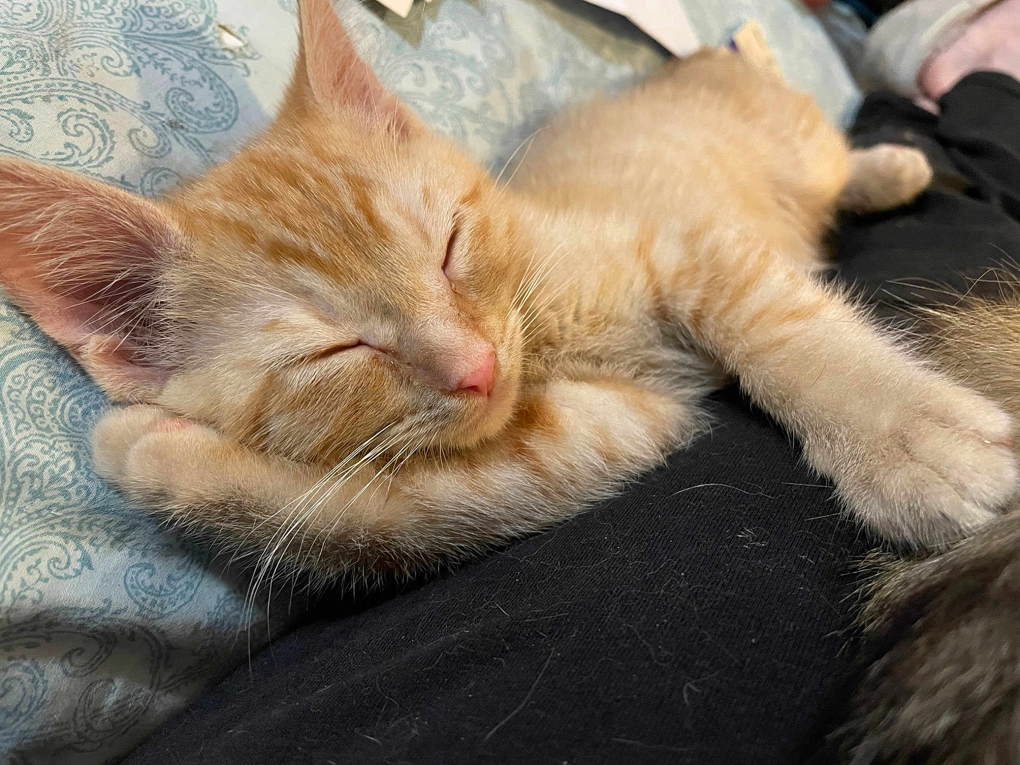 Tenny Aka Tennessee Orange