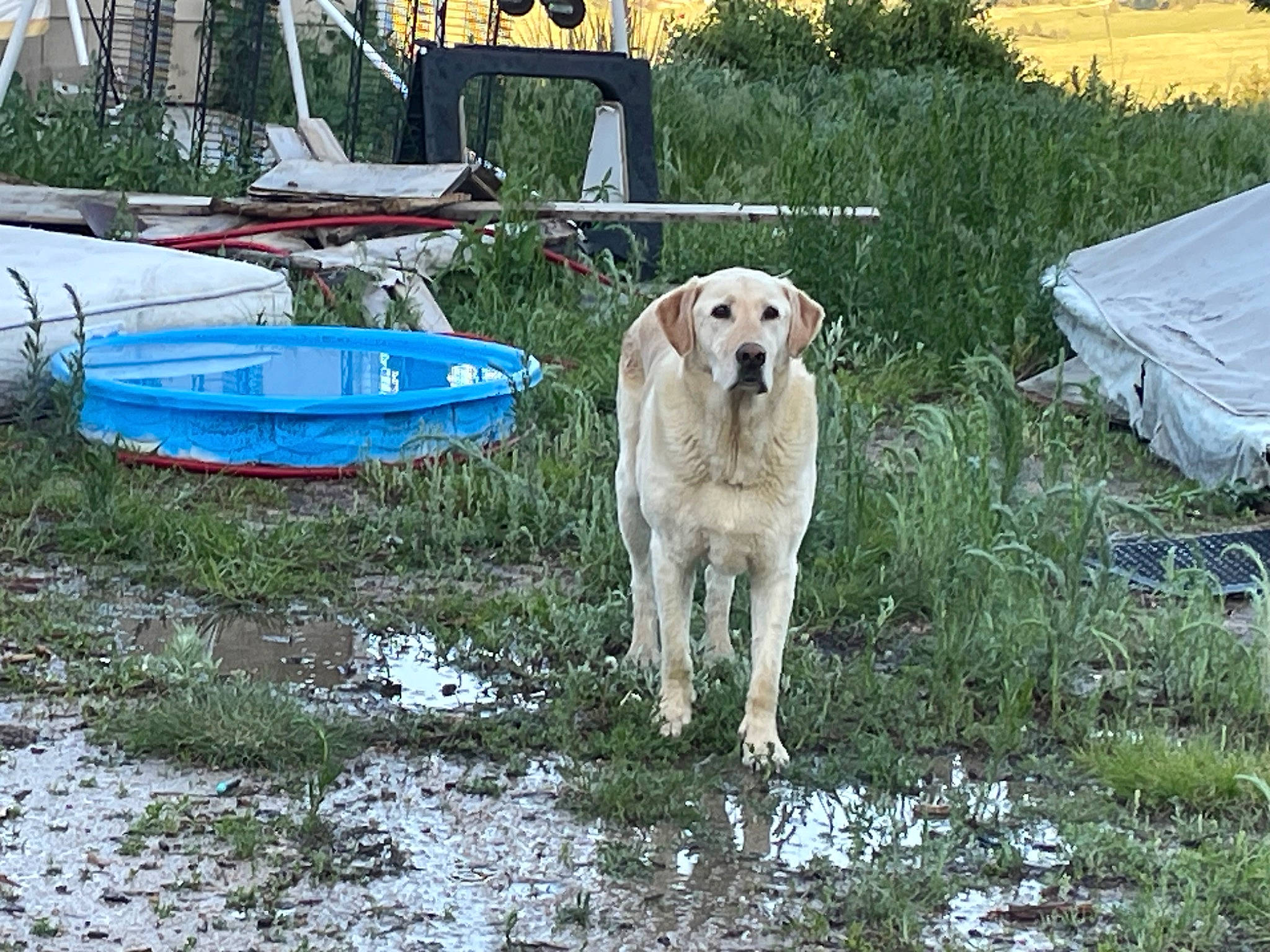 Blake is registered to the contest to win money with this photo: boat, boats_and_boating_equipment_and_supplies, canidae, carnivore, companion_dog, dog, dog_breed, fawn, grass, gun_dog, livestock_guardian_dog, plant, recreation, retriever, sporting_group, water, working_animal, working_dog