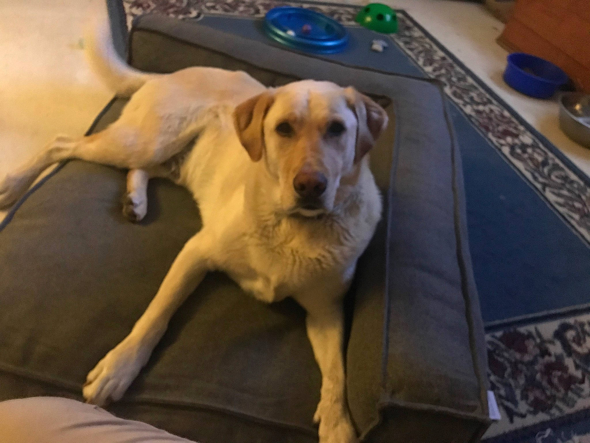 Blake joined the competition — help win amazing prizes! carnivore, comfort, companion_dog, dog, dog_breed, dog_supply, fawn, flooring, gun_dog, kitchen_utensil, paw, pet_supply, plant, plate, retriever, serveware, sporting_group, tableware, tail, working_animal