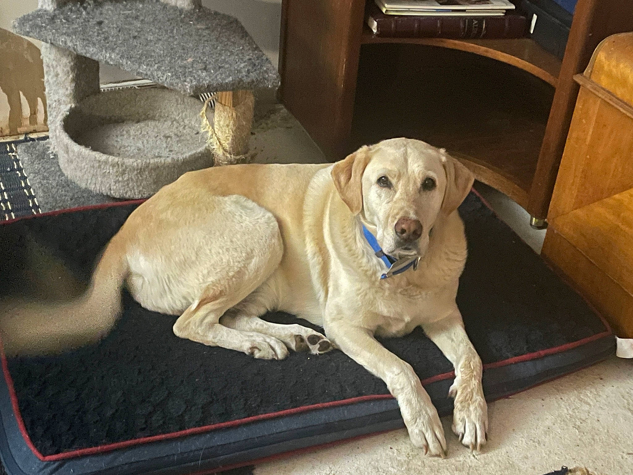 Blake joined the competition — help win amazing prizes! canidae, carnivore, chair, collar, companion_dog, couch, dog, dog_breed, dog_collar, dog_supply, fawn, flooring, gun_dog, hardwood, paw, pet_supply, retriever, sporting_group, wood, working_animal