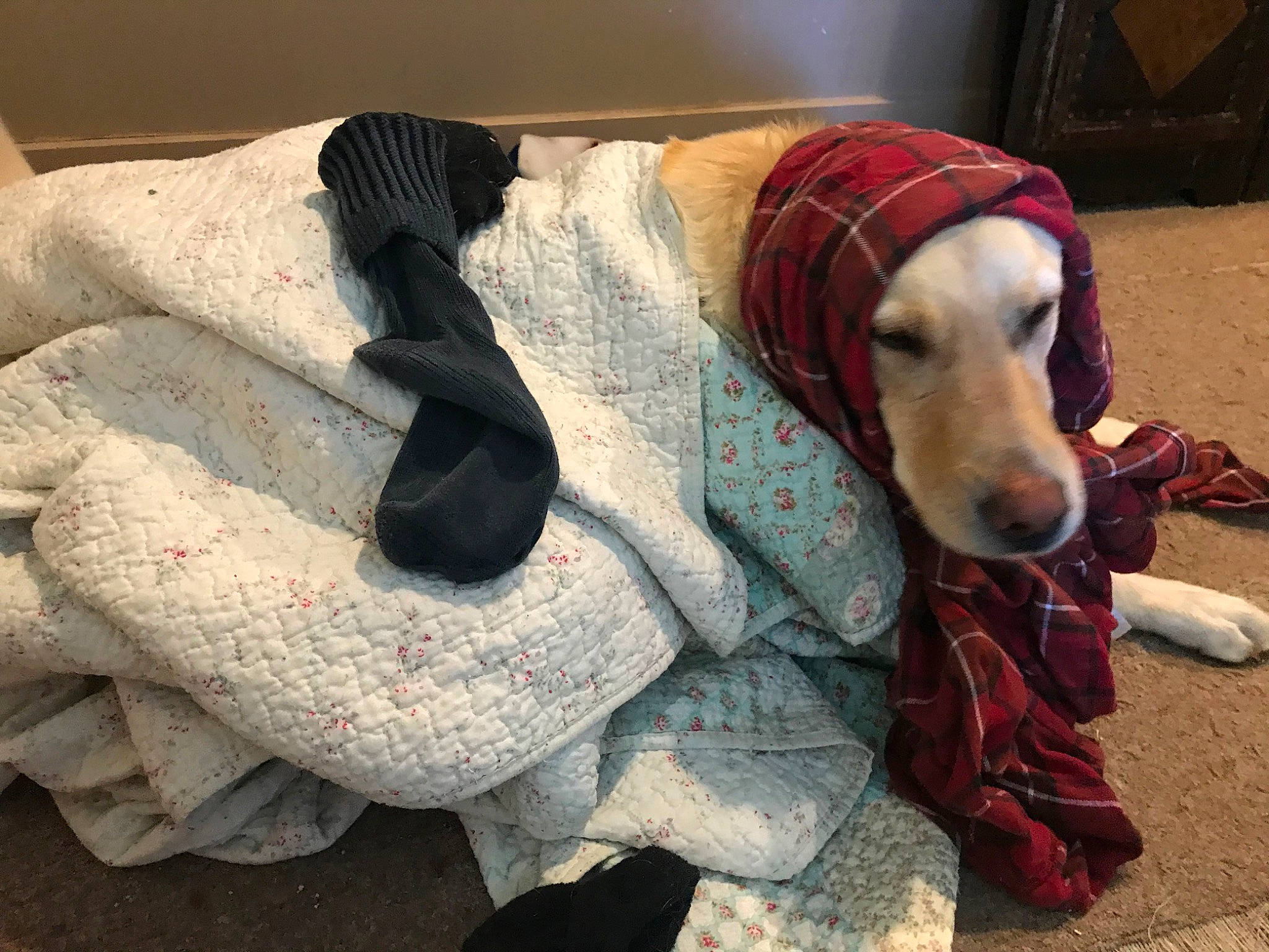 Blake joined the competition — help win amazing prizes! bag, canidae, carmine, carnivore, collar, comfort, companion_dog, dog, dog_breed, dog_clothes, dog_supply, fawn, flooring, fur, leash, linens, pet_supply, sporting_group, toy, working_animal