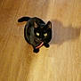 black_cat, cat, pet, animal, indoor, wooden_floor, curious, yellow_eyes, collar, shadow, feline, looking_up, domestic_cat, cute, small, whiskers, ears, tail, flooring, mammal