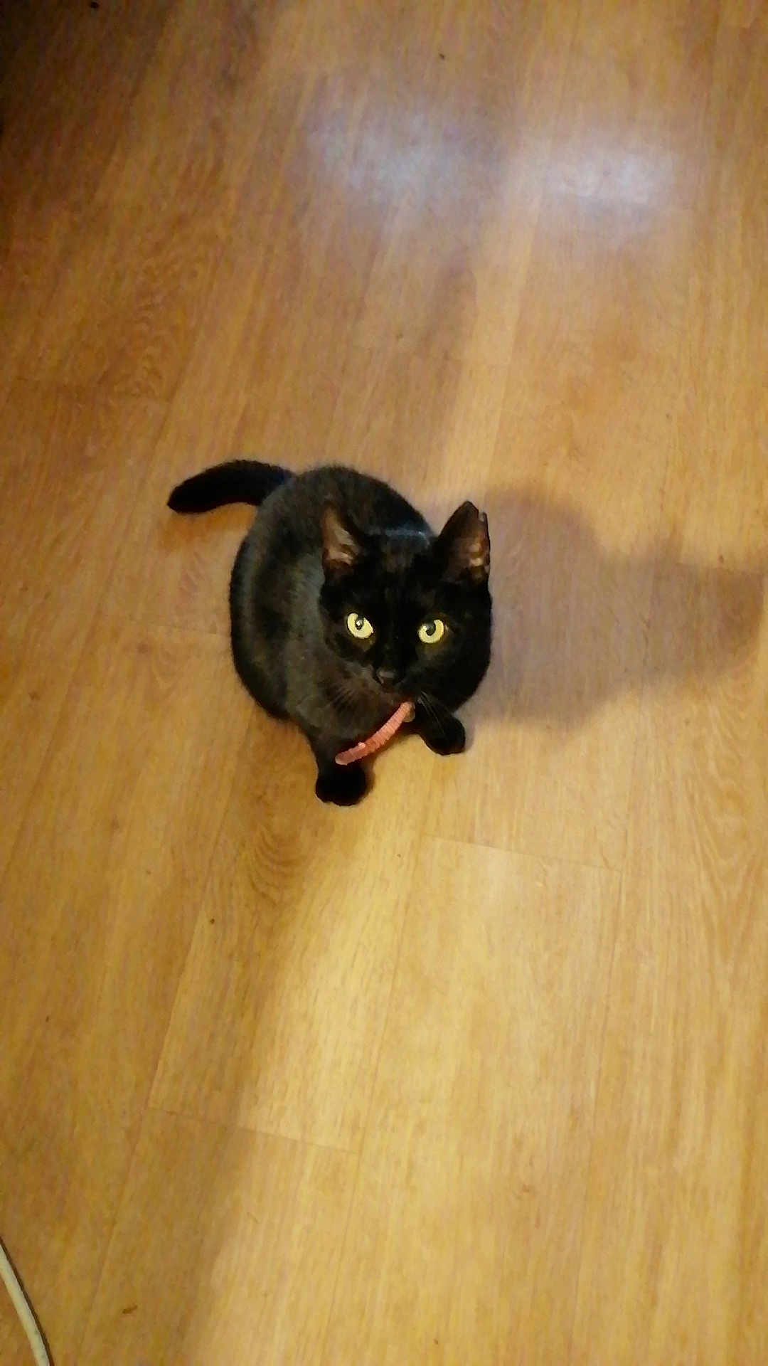 Rocca participe au concours pour gagner de l'argent avec cette photo : black_cat, cat, pet, animal, indoor, wooden_floor, curious, yellow_eyes, collar, shadow, feline, looking_up, domestic_cat, cute, small, whiskers, ears, tail, flooring, mammal