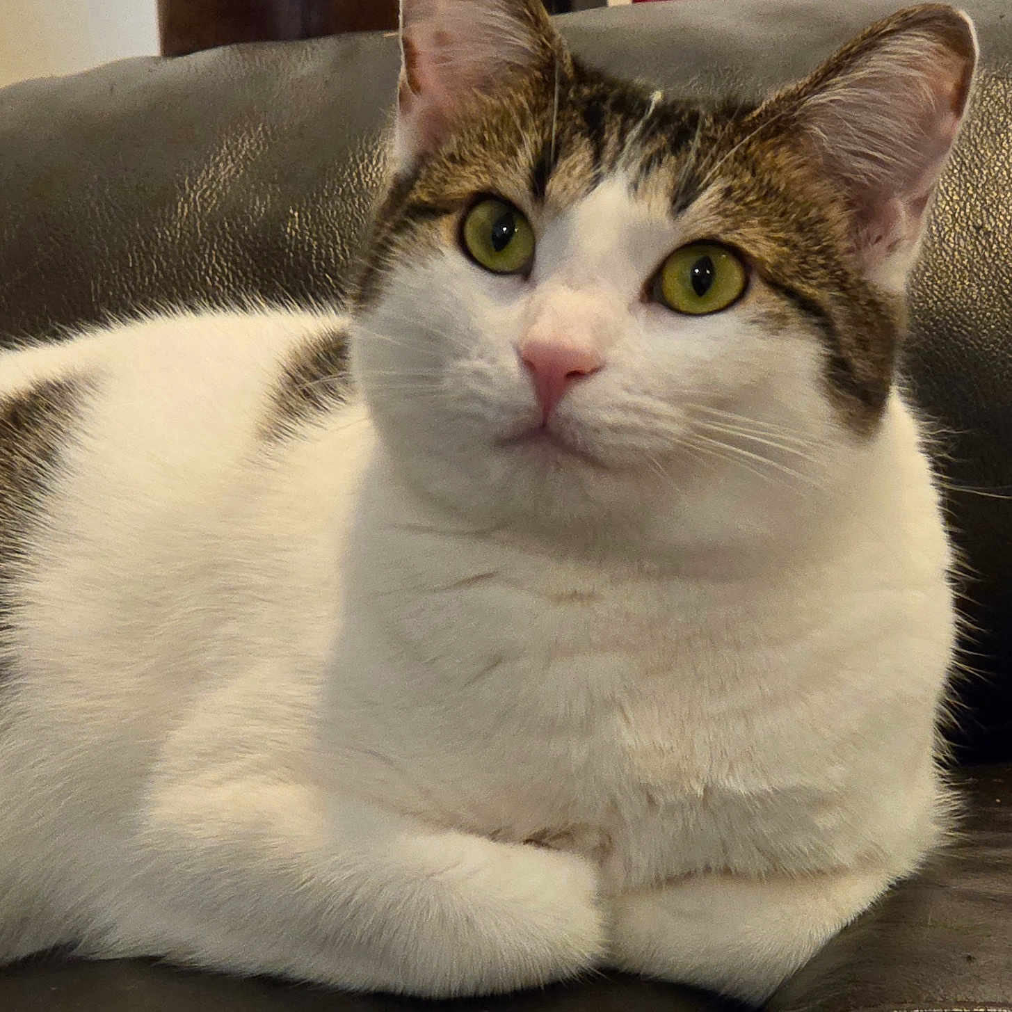 Jazzy joined the competition — help win amazing prizes! cat, animal, pet, feline, white_fur, tabby, green_eyes, leather_couch, indoor, relaxed, cute, closeup, portrait, whiskers, ears, paw, resting, fur, domestic_animal, home