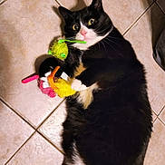 Lukey is registered to the contest to win money with this photo: animal, black_and_white, cat, claw, colorful, cute, domestic, expression, floor, fur, indoor, lying_down, pet, pink_nose, playful, tile, toy, tuxedo_cat, whiskers, wide_eyes
