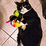 animal, black_and_white, cat, claw, colorful, cute, domestic, expression, floor, fur, indoor, lying_down, pet, pink_nose, playful, tile, toy, tuxedo_cat, whiskers, wide_eyes