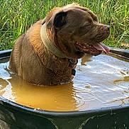 Bug joined the competition — help win amazing prizes! dog, brown_dog, water_tub, muddy_water, outdoor, grass, chain_link_fence, happy, tongue_out, collar, pet, summer, cooling_off, canine, sunlight, nature, animal, playful, relaxed, pond