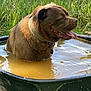 dog, brown_dog, water_tub, muddy_water, outdoor, grass, chain_link_fence, happy, tongue_out, collar, pet, summer, cooling_off, canine, sunlight, nature, animal, playful, relaxed, pond