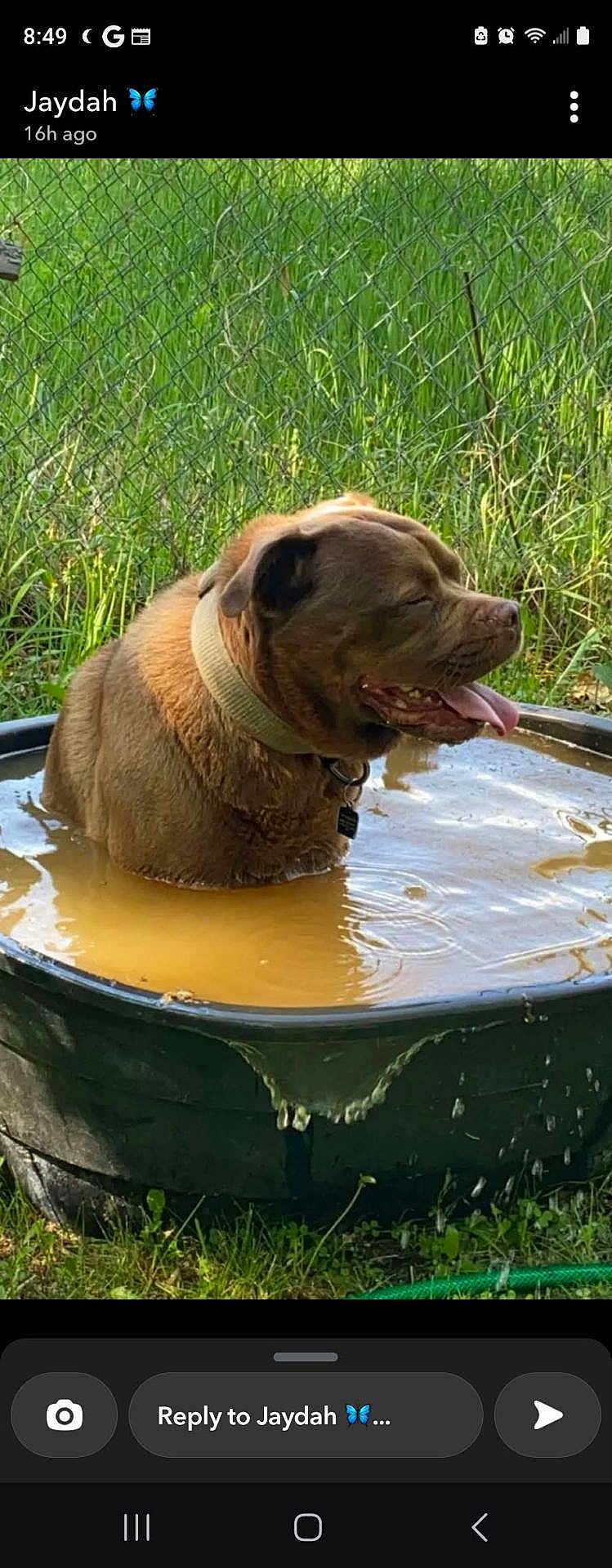 Bug joined the competition — help win amazing prizes! dog, brown_dog, water_tub, muddy_water, outdoor, grass, chain_link_fence, happy, tongue_out, collar, pet, summer, cooling_off, canine, sunlight, nature, animal, playful, relaxed, pond