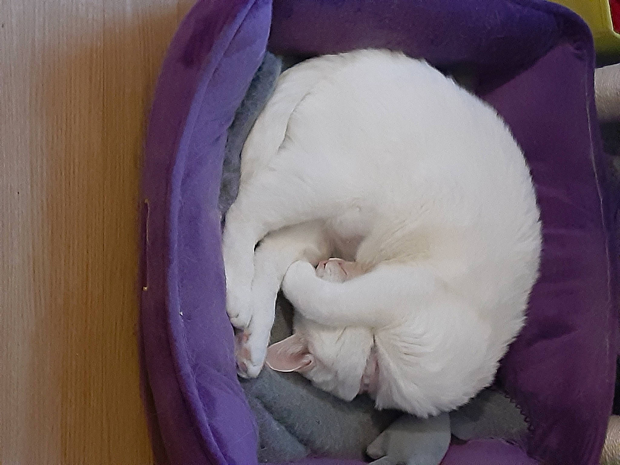 Angel is registered to the contest to win money with this photo: carnivore, cat, comfort, companion_dog, dog_breed, felidae, fur, ingredient, magenta, nap, petal, purple, small_to_medium_sized_cats, snout, sporting_group, tail, terrestrial_animal, travel_pillow, vegetable, whiskers