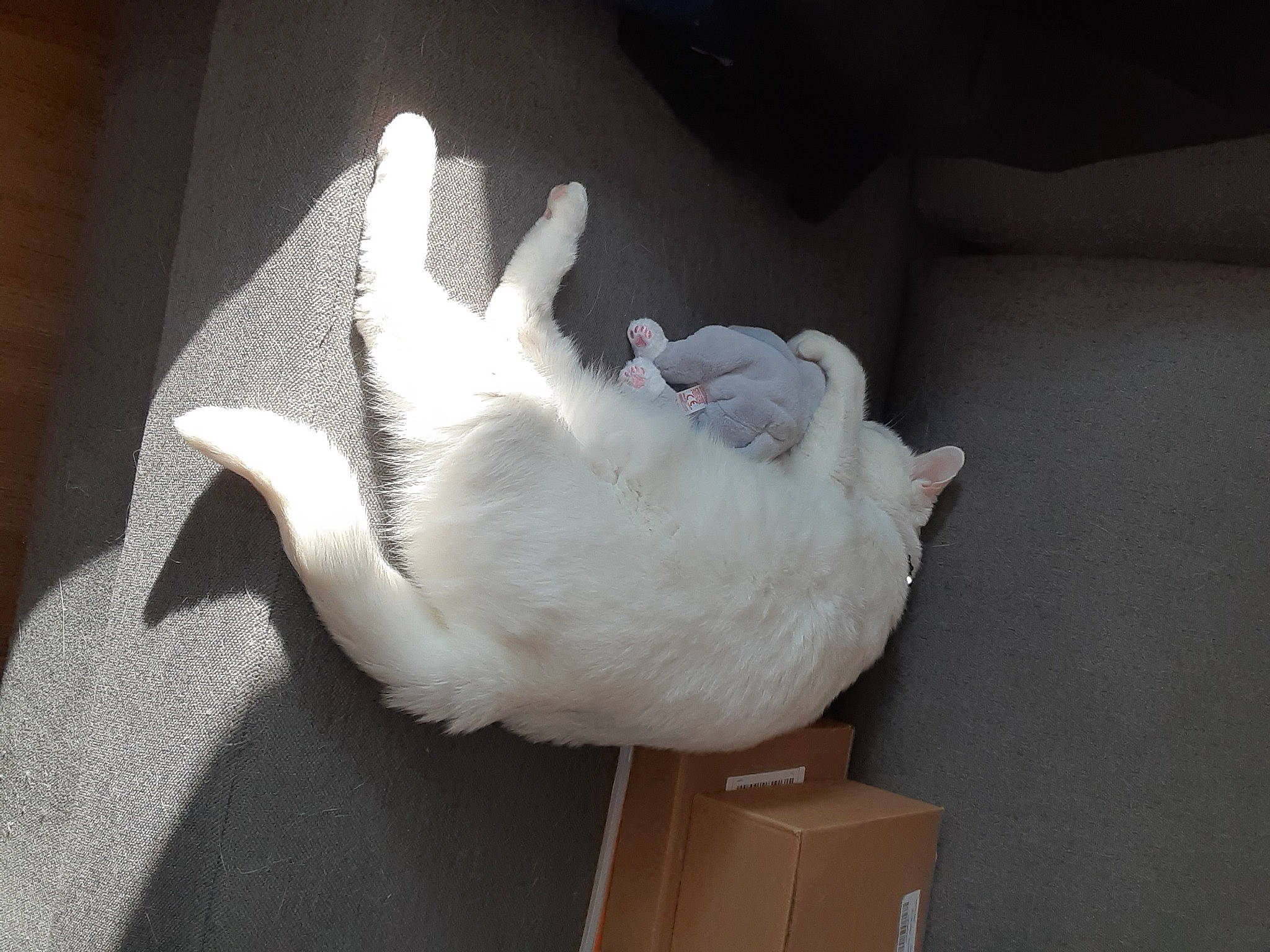 Angel is registered to the contest to win money with this photo: box, carnivore, cat, claw, comfort, companion_dog, dog_breed, fawn, felidae, flooring, fur, grey, hardwood, paw, room, shipping_box, small_to_medium_sized_cats, tail, whiskers, wood