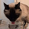 Lilly joined the competition — help win amazing prizes! cat, siamese, drinking, water, glass_mug, tongue, indoor, floor, pet, animal, closeup, thirsty, domestic_cat, mug, etched_glass, whiskers, pink_tongue, feline, curious, household
