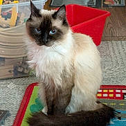 Lilly is registered to the contest to win money with this photo: cat, siamese_cat, blue_eyes, fluffy_fur, pet, indoor, play_mat, toys, storage_bin, red_container, floor, carpet, animal, feline, domestic_cat, sitting, close_up, portrait, household, cute